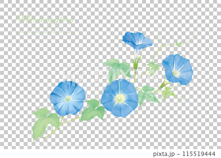 水彩タッチの青い朝顔のカットイラスト 115519444