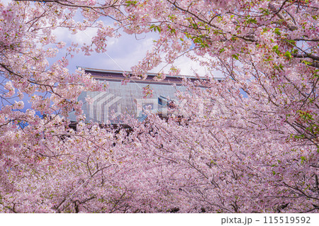 建長寺と満開の桜(鎌倉市) 建長寺と満開の桜(鎌倉市) 115519592