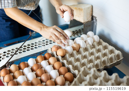 Poultry egg collection system in chicken farm 115519619