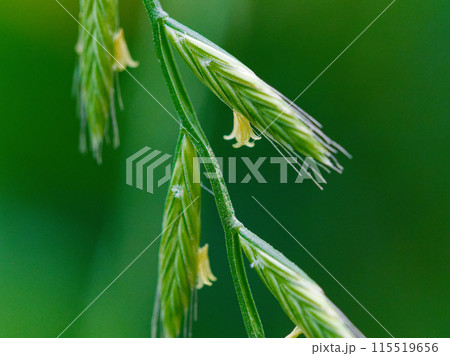 イネ科カモジグサの開花 イネ科カモジグサの開花 115519656
