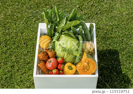 色とりどりの野菜  色とりどりの野菜  115519751