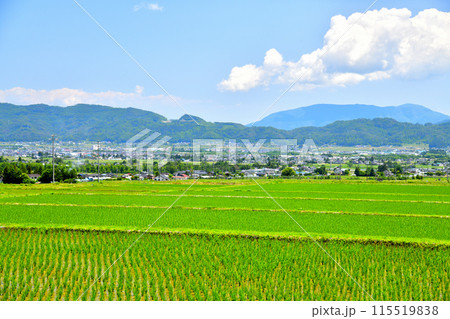 長野県松川村より池田町役場、北細野駅方面を望む(長野県松川村)【2024.6】 長野県松川村より池田町役場、北細野駅方面を望む(長野県松川村)【2024.6】 115519838