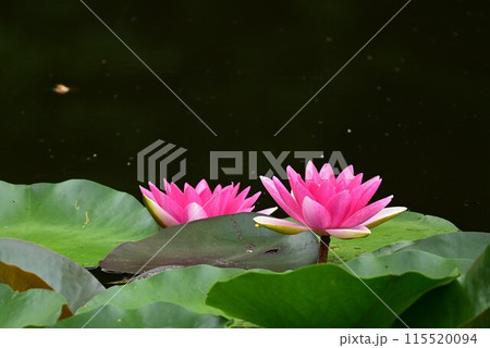 雨に濡れた赤い蓮の花 115520094