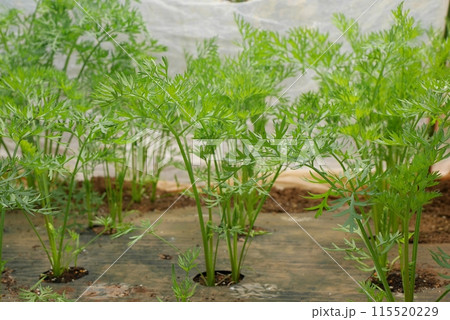 ニンジンの葉20240501 ニンジンの葉20240501 115520229