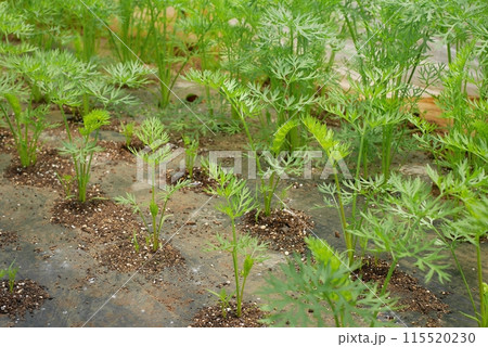 ニンジンの葉20240502 ニンジンの葉20240502 115520230