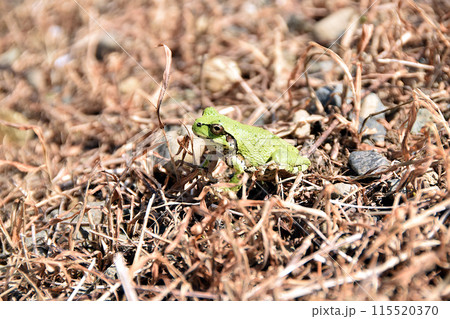 草原にいた二ホンアマガエル 草原にいた二ホンアマガエル 115520370
