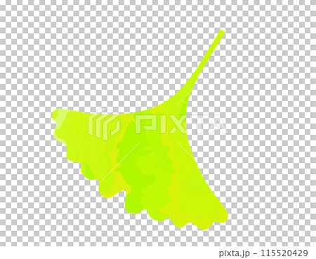 銀杏落葉的插圖 銀杏落葉的插圖 115520429