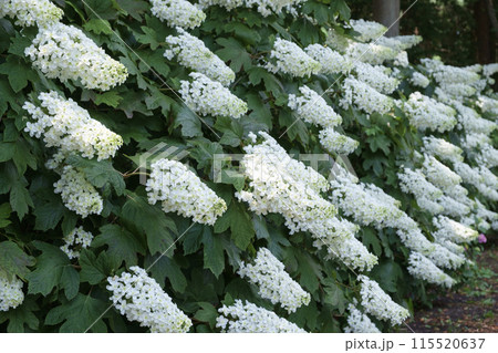 初夏のカシワバアジサイの花 初夏のカシワバアジサイの花 115520637