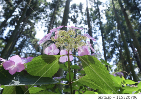 初夏の山紫陽花の花 115520706