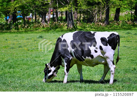北海道の牧場風景 115520897