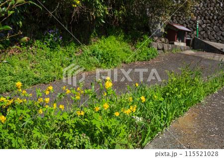 松田町の田舎風景　長閑な景色 115521028
