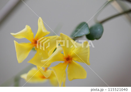 テイカカズラの黄色い花と雨雫 テイカカズラの黄色い花と雨雫 115521040