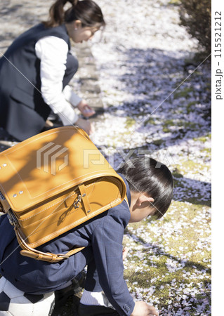 小学校入学イメージ 桜の花びらを拾う親子 小学校入学イメージ 桜の花びらを拾う親子 115521212