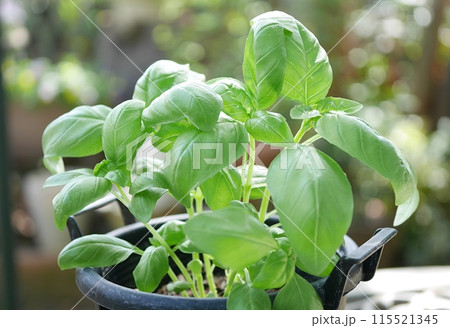 バジルの苗20240402 115521345