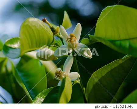 ミカン科夏蜜柑の花 115521346