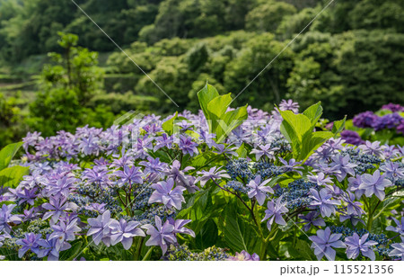 夕暮れにアジサイの花咲く番所の棚田の風景 115521356