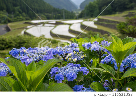 夕暮れにアジサイの花咲く番所の棚田の風景 115521358