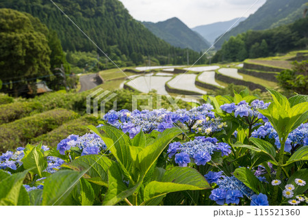 夕暮れにアジサイの花咲く番所の棚田の風景 115521360