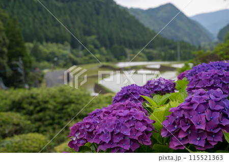 夕暮れにアジサイの花咲く番所の棚田の風景 夕暮れにアジサイの花咲く番所の棚田の風景 115521363