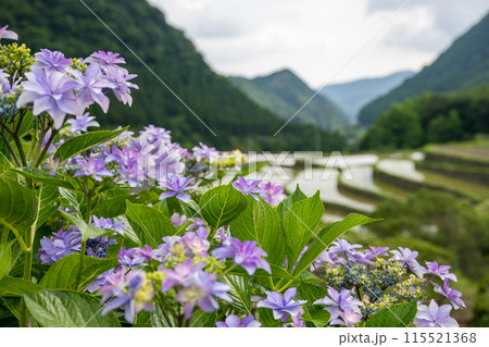 夕暮れにアジサイの花咲く番所の棚田の風景 夕暮れにアジサイの花咲く番所の棚田の風景 115521368
