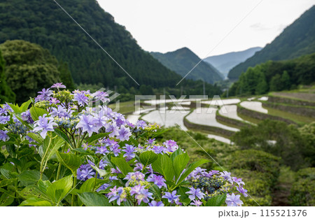 夕暮れにアジサイの花咲く番所の棚田の風景 115521376