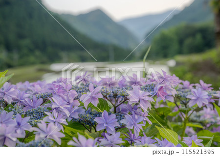 夕暮れにアジサイの花咲く番所の棚田の風景 夕暮れにアジサイの花咲く番所の棚田の風景 115521395