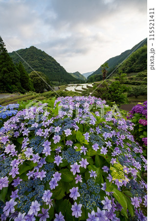 夕暮れにアジサイの花咲く番所の棚田の風景 夕暮れにアジサイの花咲く番所の棚田の風景 115521411