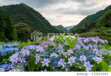 夕暮れにアジサイの花咲く番所の棚田の風景 夕暮れにアジサイの花咲く番所の棚田の風景 115521441