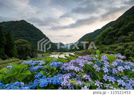 夕暮れにアジサイの花咲く番所の棚田の風景 115521453