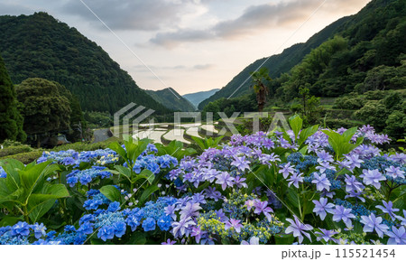 夕暮れにアジサイの花咲く番所の棚田の風景 115521454