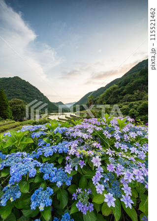 夕暮れにアジサイの花咲く番所の棚田の風景 夕暮れにアジサイの花咲く番所の棚田の風景 115521462