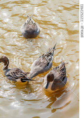 餌を探す鴨の群れ 餌を探す鴨の群れ 115521481