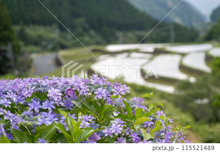夕暮れにアジサイの花咲く番所の棚田の風景 夕暮れにアジサイの花咲く番所の棚田の風景 115521489