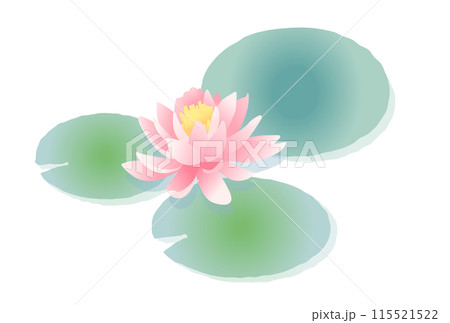 ピンクの睡蓮のイラスト ピンクの睡蓮のイラスト 115521522