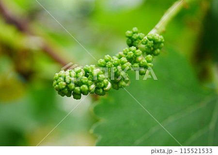 ブドウの花芽20240501 ブドウの花芽20240501 115521533