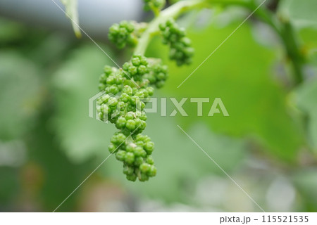 ブドウの花芽20240502 115521535