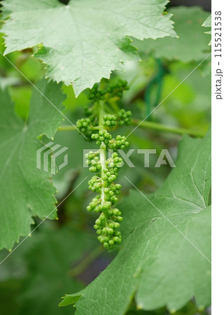 ブドウの花芽20240504 115521538