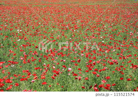一面のポピー畑 115521574