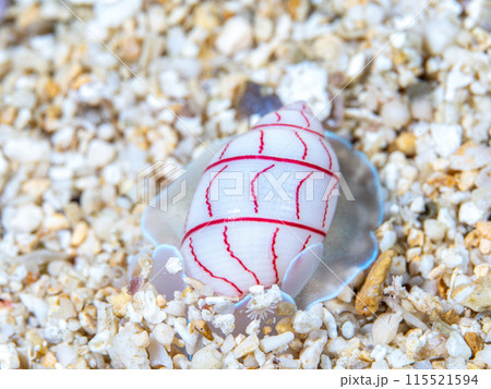 ベニシボリ 115521594