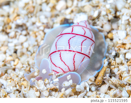 ベニシボリ ベニシボリ 115521595