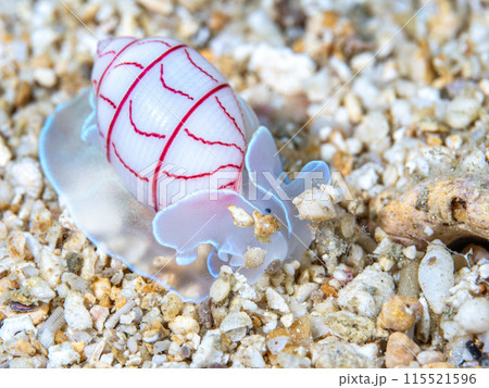 ベニシボリ 115521596