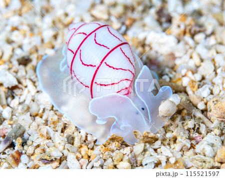 ベニシボリ ベニシボリ 115521597