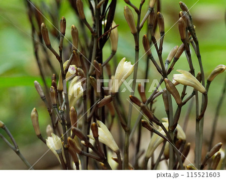 菌従属栄養植物 ラン科エンシュウムヨウラン 菌従属栄養植物 ラン科エンシュウムヨウラン 115521603