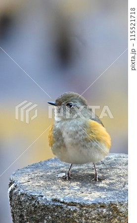 野鳥 野鳥 115521718