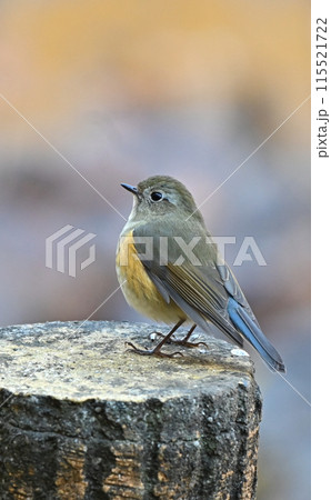 野鳥 115521722