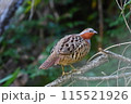 コジュケイ 115521926