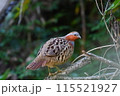コジュケイ 115521927
