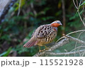 コジュケイ 115521928