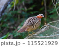 コジュケイ 115521929