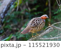 コジュケイ 115521930